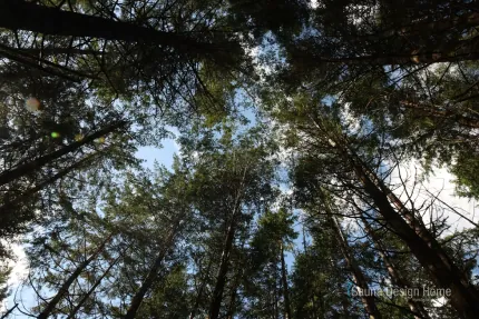 výběr materiálu sauna